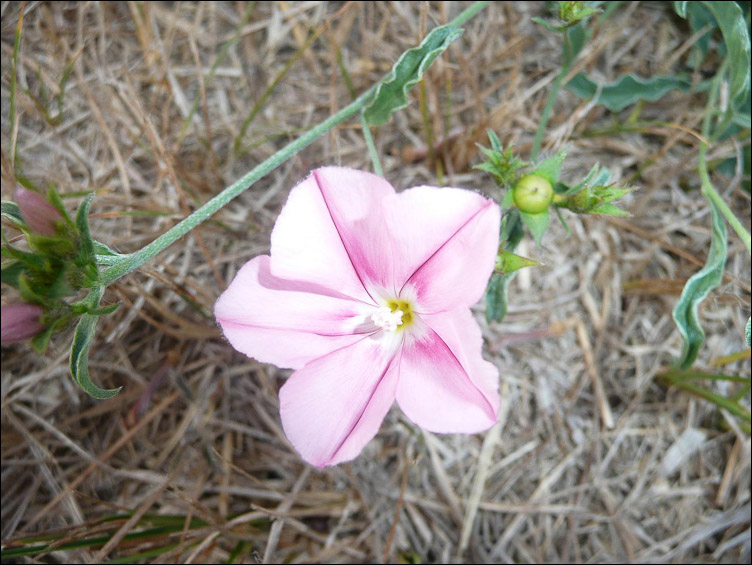 Convolvulus cantabrica